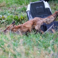 Lisica koja je prošli tjedan pronađena u bazenu s otpadnim uljem puštena je na slobodu