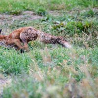 Lisica koja je prošli tjedan pronađena u bazenu s otpadnim uljem puštena je na slobodu