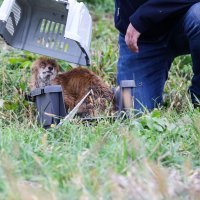 Lisica koja je prošli tjedan pronađena u bazenu s otpadnim uljem puštena je na slobodu