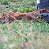 Lisica koja je prošli tjedan pronađena u bazenu s otpadnim uljem puštena je na slobodu
