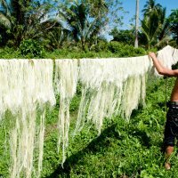 Pinatex - koža od lista ananasa