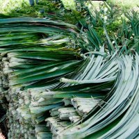 Pinatex - koža od lista ananasa