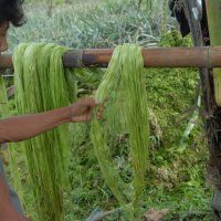 Pinatex - koža od lista ananasa