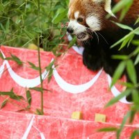 Međunarodni dan crvenih pandi u Zoološkom vrtu