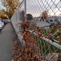 Honor 50 primjeri fotografija