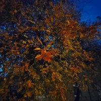 Honor 50 primjeri fotografija