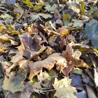 Honor 50 primjeri fotografija