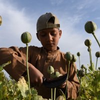 Opijum, Afganistan
