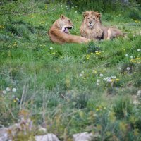 Lavovi u Zoološkom vrtu Zagreb