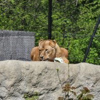 Lavovi u Zoološkom vrtu Zagreb