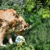 Lavovi u Zoološkom vrtu Zagreb
