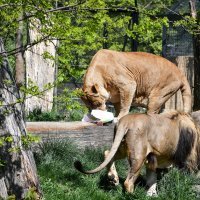 Lavovi u Zoološkom vrtu Zagreb