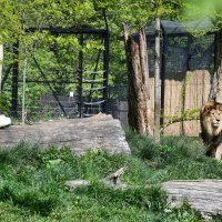 Lavovi u Zoološkom vrtu Zagreb