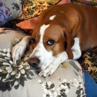 Robert Sever 'Home&Vintage'