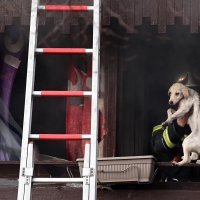 Požar na Ferenščici