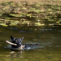 Park prirode Lobau u Austriji