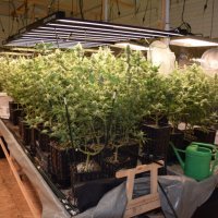 Zapljena droge u Velikoj Gorici