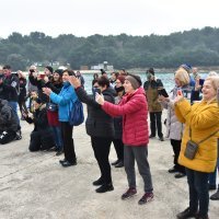 Novogodišnje kupanje u Puli