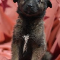 Rita - štene križanog ovčara