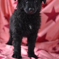 Coto - štene križanog Hrvatskog ovčara