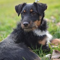 Roxy - križani terijer