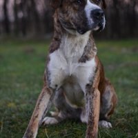 Had - križani terijer