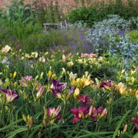 Dnevni ljiljan (Hemerocallis)
