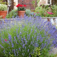 Lavanda