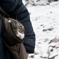 Ukrajinci spašavaju kućne ljubimce