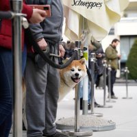 Premijera filma 'Pas'