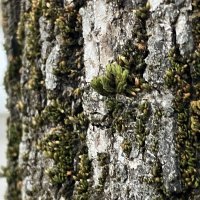 iPhone SE 2022 primjeri fotografija