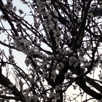 iPhone SE 2022 primjeri fotografija