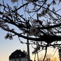 iPhone SE 2022 primjeri fotografija