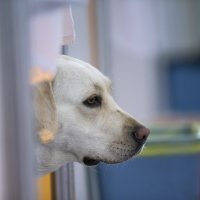 Ukrajinske izbjeglice u Moldaviji