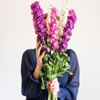 Matthiole/ljubičine