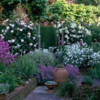 Matthiole/ljubičine