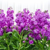 Matthiole/ljubičine