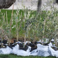 Povodom 100. rođendana  velike hrvatske pjesnikinje Vesne Parun Županijski radio Šibenik podijelio je svojim sugrađanima 100 sadnica maslina