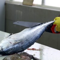 Ponuda ribe na Veliki Petak na šibenskoj ribarnici