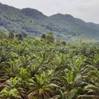 Proizvodnja palmina ulja