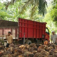 Proizvodnja palmina ulja