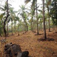 Proizvodnja palmina ulja