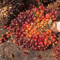 Proizvodnja palmina ulja