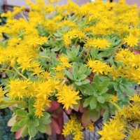 Honor Magic4 Lite primjeri fotografija