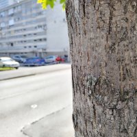 Honor Magic4 Lite primjeri fotografija