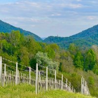 Vinogradi Prekratić 00