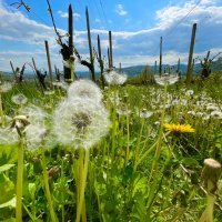 Vinogradi Prekratić 00