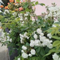 Honor X8 primjeri fotografija