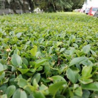 Honor X8 primjeri fotografija