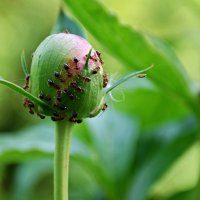 Urbana bioraznolikost